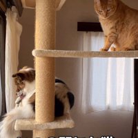 毛づくろいまで猫みたい！！