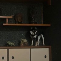 置物に並ぶこたつちゃん
