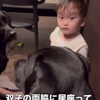 ボディーガードのような2匹