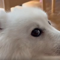 変幻自在のぽてちちゃん