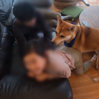 ソファから転がり落ちるお姉ちゃん