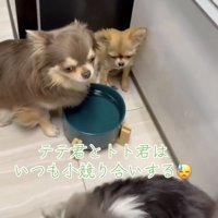 離れていく犬を見つめる2匹の犬