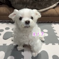 「え！パパに会えるの？」