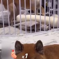 ロックくん＆ボブくんのハプニング7