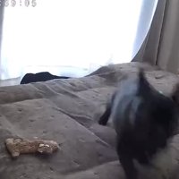 音がしたほうへ走り出すフレンチブルドッグ