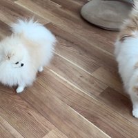 体調不良のレモンさんと優しいポテチくん2