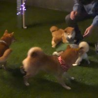 お兄ちゃん帰省時の豆柴4兄妹6