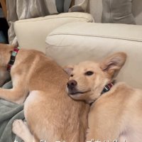 犬に話しかける女性