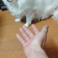 おいで