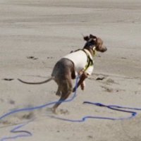 プットくんと海辺を走ったら3