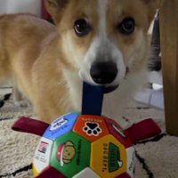 おもちゃのボールを咥える犬