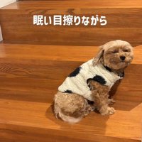 チャチャちゃんのお出迎え4