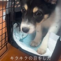 家族全員が虜になった