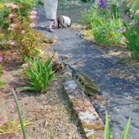 農作業の付き添い