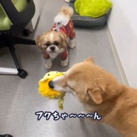 耳を倒して細目になる豆柴
