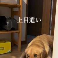 「こうなったら上目遣い作戦だ！」