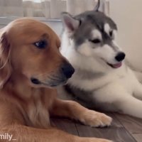 ゴールデンレトリバーに寄りかかるハスキー犬