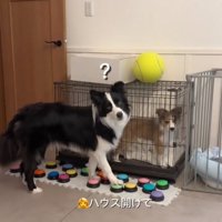 首を傾げるボーダーコリー