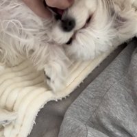 寝転んで甘える犬