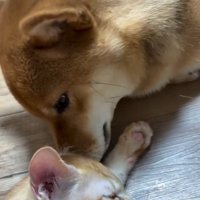 眠そうなわさび君