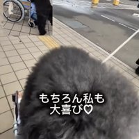 車椅子に向かって近づく犬