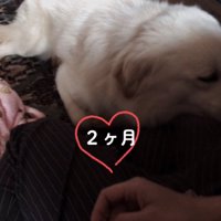 人の足に顔をのせてリラックスする犬