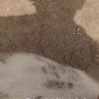 どこまでも着いてくる…