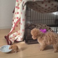 水を飲むハムスターと見つめる犬1