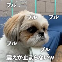 震えるココちゃん
