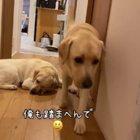 器用に跨いで通っていた♪