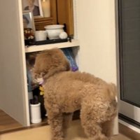 仏壇に近づく犬