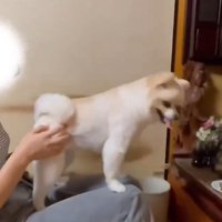 おすわりと言われるポポちゃん
