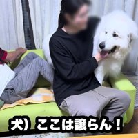 パパが仲裁したそう