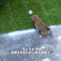 転がるボールに興味がない柴犬のパピー