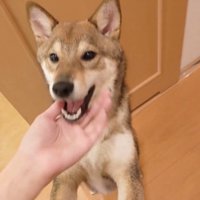 飛びついて甘える姿が可愛い♡