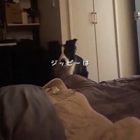 電気を消した部屋に入ってくる白黒模様の犬