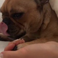 目を細め、舌で口元を舐める妹犬