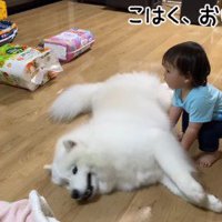 「おいで」