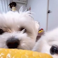トウモロコシを食べる小型犬たち