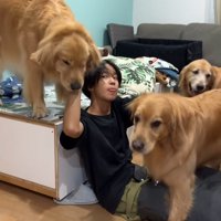 お兄ちゃんを囲む大型犬たち