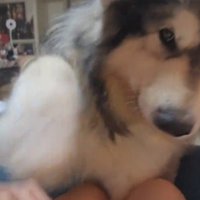 前足で可愛いおねだり♡