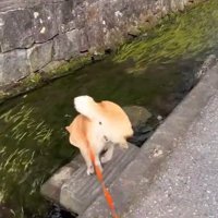階段を下りるわらびちゃん