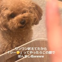 反抗的な表情の犬