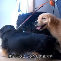 お散歩に出発！