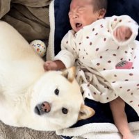 赤ちゃんのそばで見守る犬