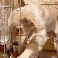 水をこぼす犬1