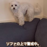 警戒するエルくん