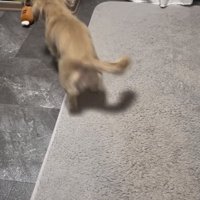 おもちゃに近づく犬