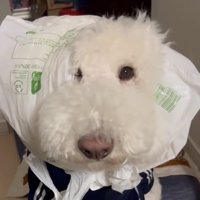 頭に白い袋をかぶった犬