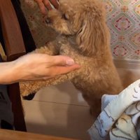 ももちゃんとの馴れ初め